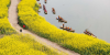유채꽃 물결 넘실대는 中 쓰촨성