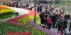 튤립 "활짝"...봄기운 완연한 中 시후