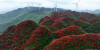 中 구이저우, 붉은 진달래로 "그림 같은 산"