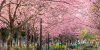 中 윈난성 멍쯔, ‘분홍빛 물결’ 벚꽃 만개