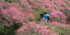 中 후베이, 울긋불긋 만개한 진달래