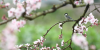 복숭아나무에 앉은 작은 새