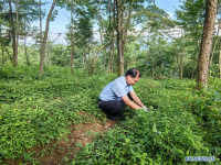 숲이 "보물창고"...中 우펑현, "나무+약재+양봉"로 산림자원 가치 높인다