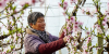 비닐하우스에서 복숭아꽃 솎는 中 허베이 농민