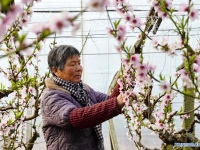비닐하우스에서 복숭아꽃 솎는 中 허베이 농민