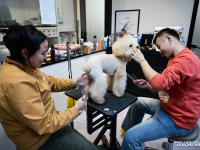 가족이니까~ 지갑 여는 반려인...中 펫코노미, 춘절 특수 "톡톡"