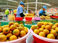 행운과 번영의 상징 中 금귤, SNS 타고 해외시장으로