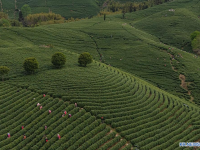 中 저장 안지 백차 수확철 맞아