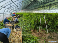 中 산둥성 농가, 스마트 온실로 "생산∙소득" 두 마리 토끼 잡다