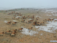 中 신장(新疆), "빙설 스포츠+승마 관광"으로 사계절 경제 활성화 도모