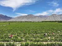 양꼬치와 와인...中 닝샤, "미식과 체험" 모두 사로잡은 와인 관광 눈길