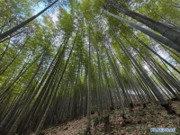 단추부터 자동차 내장재까지...中 플라스틱 대체 대나무 제품 개발 "가속페달"