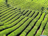 깊은 산속 카페 매출 "대박"...中 산시 시샹현, 봄차 경제 활기