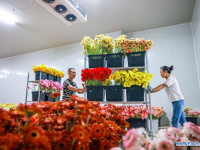 향긋한 꽃향기 동북아로...中 윈난성 국화, 자체 품종 앞세워 수출 지도 확장