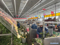 꽃 한 송이로 일군 "로맨틱 경제"...中 간쑤 화훼산업, 지역경제 활성화 견인